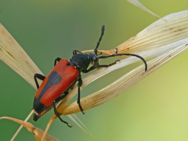 beherzter Bock.jpg - Herzbock